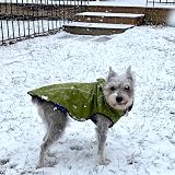 Mile High Life Dog Raincoat Adjustable Waterproof Lightweight Lime XS view 9