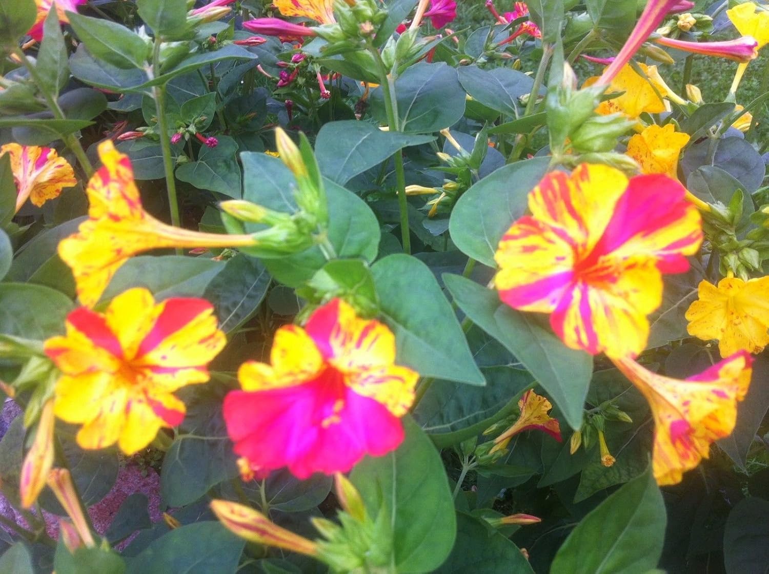 Sperli Studentenblumen Sonnenschein Mischung – Einjährig, Ca. 70 Cm, Für Beet & Balkon