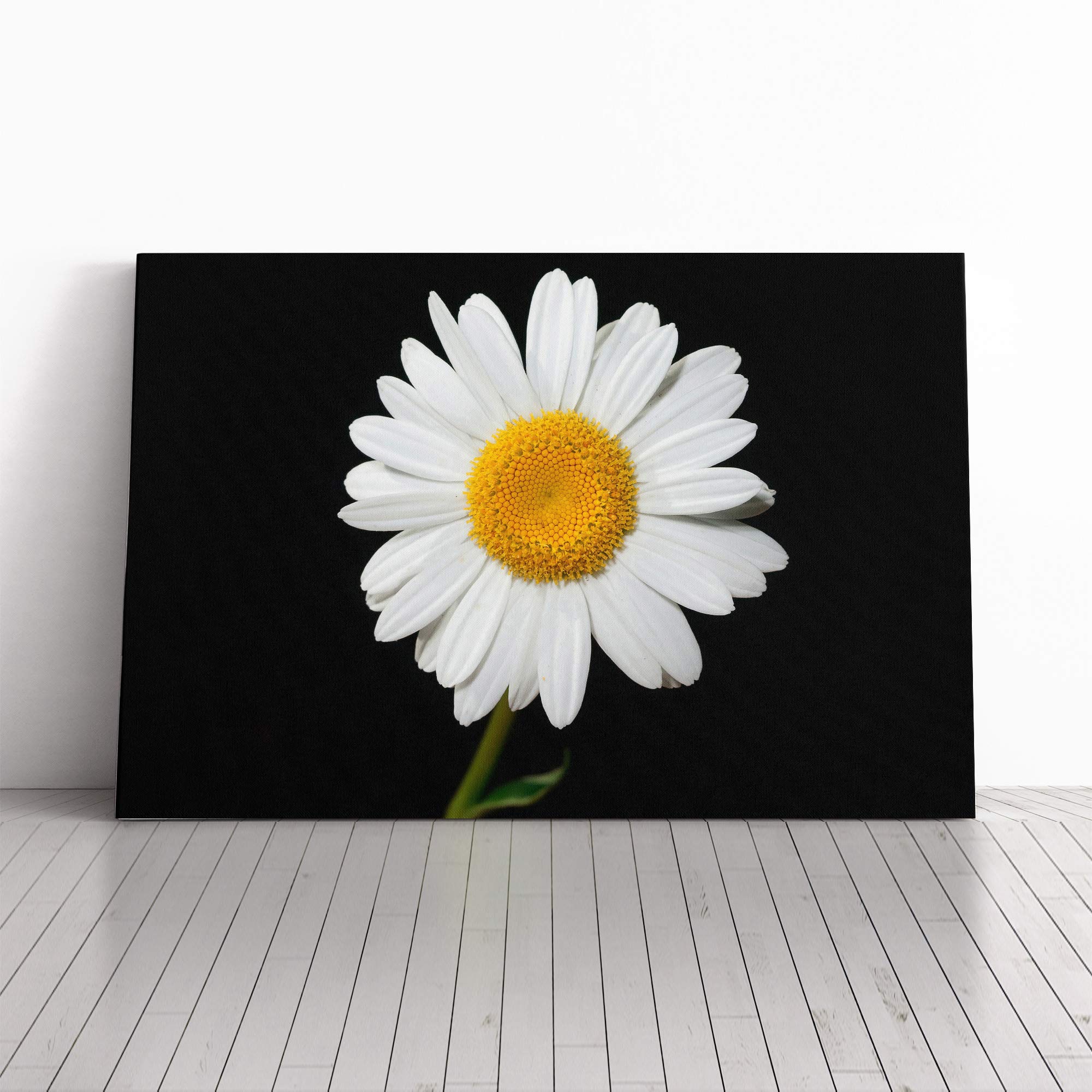 Flower White Daisy (1) Canvas Print | Gallery Wrapped 30mm Frame Wall Art | 20x14 inches | Ready to Hang | Modern Floral Picture | Living Room Bedroom Lounge Office