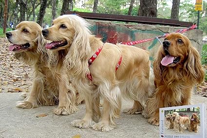 funny spaniel pictures