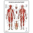 Anatomy Lab Muscular System Anatomical Chart, LAMINATED, 17.3 x 22.5 Inches, Muscles Diagram, Medical Posters, Muscular System Poster, Human Anatomy Poster