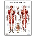 Anatomy Lab Muscular System Anatomical Chart, LAMINATED, 17.3 x 22.5 Inches, Muscles Diagram, Medical Posters, Muscular Syste