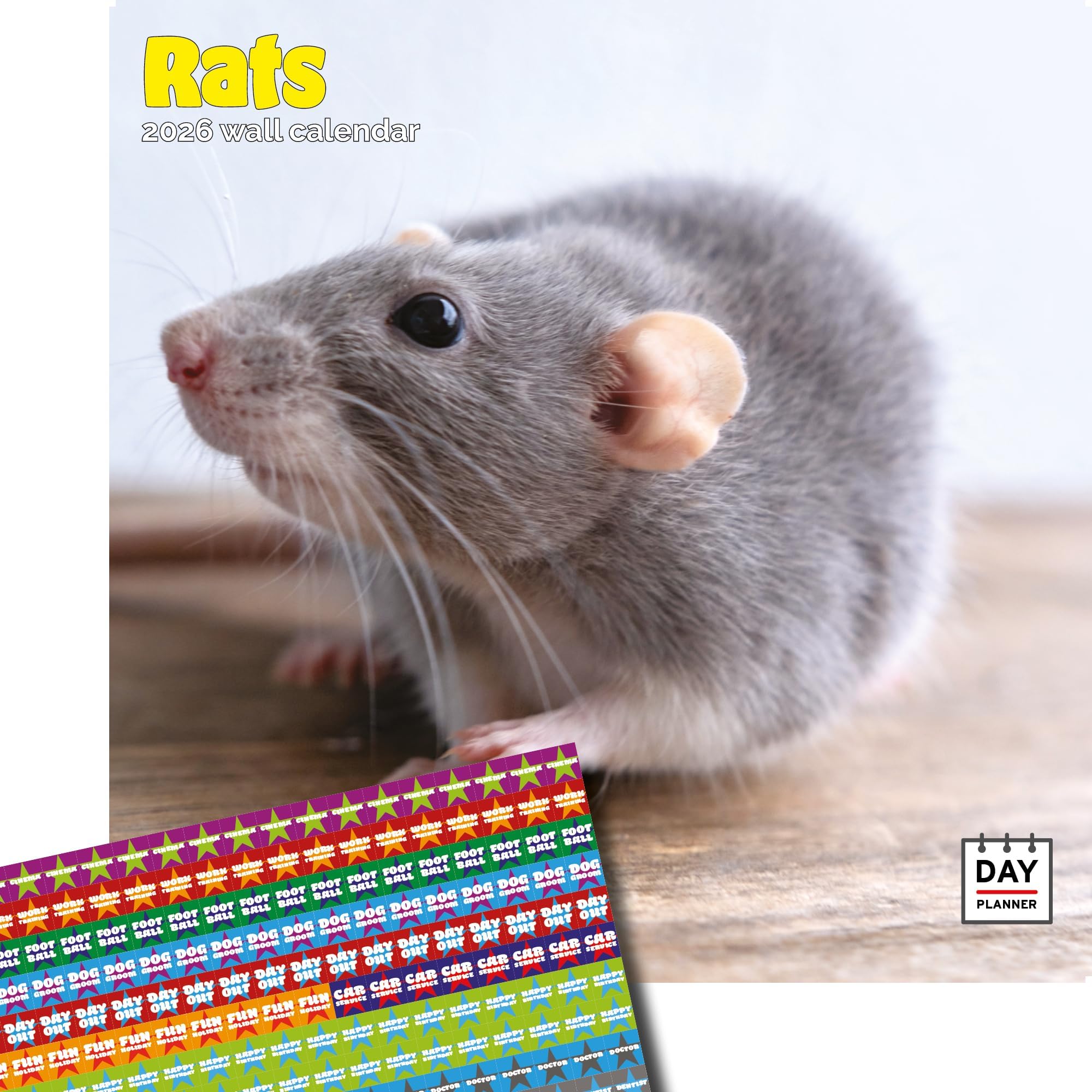 Dayplanner Publishing Rats Calendar 2026, Large Square Wall Calendar With Organisational Stickers, 16 Month, Rats Gift Animal Calendar