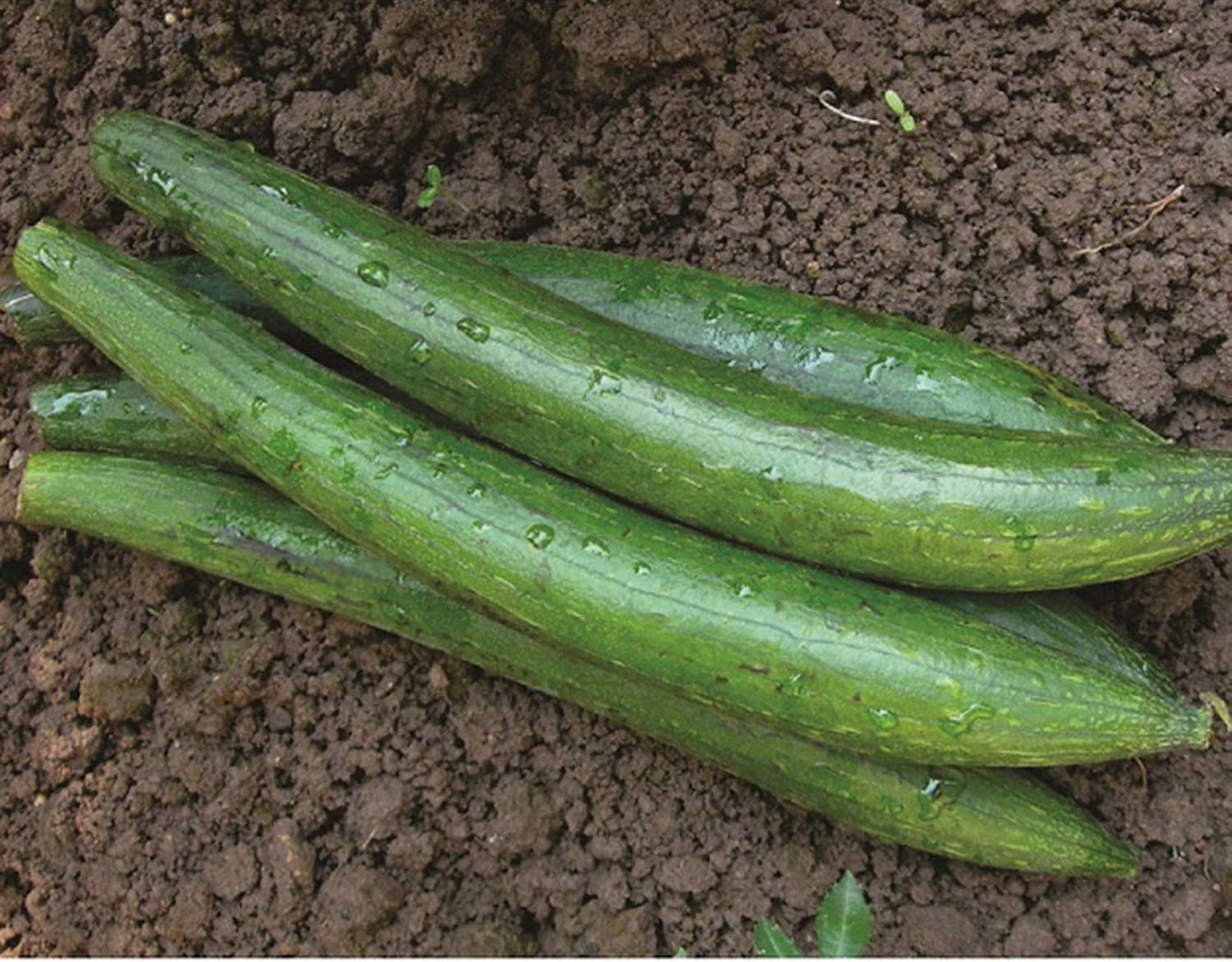 AllThatGrows Sponge Gourd Dark Green Loofah Seeds, Peechinga, Pirkanga Tori  20 Seeds: Amazon.in: Garden & Outdoors