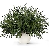 Wakeys 14 Pcs Norfolk Pine Stems, 18 Inch Real Touch Artificial Christmas Norfolk Pine Branch, Faux Greenery Picks for Vase DIY Garland Home Holiday Decor