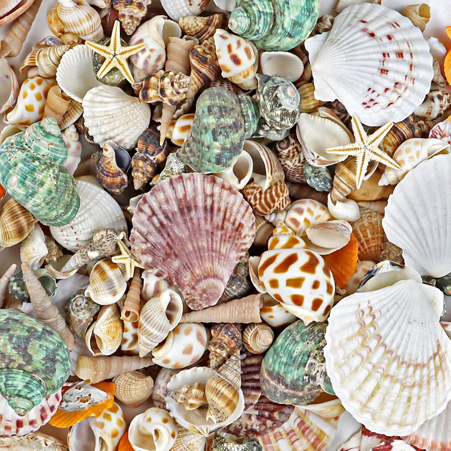 Vase Fillers - WFPLUS 200+pcs Sea Shells Mixed Ocean Beach Seashells, Various Sizes Natural Seashells Starfish for Fish Tank, Home Decorations, Beach Theme Party, Candle Making, Wedding Decor, DIY Crafts