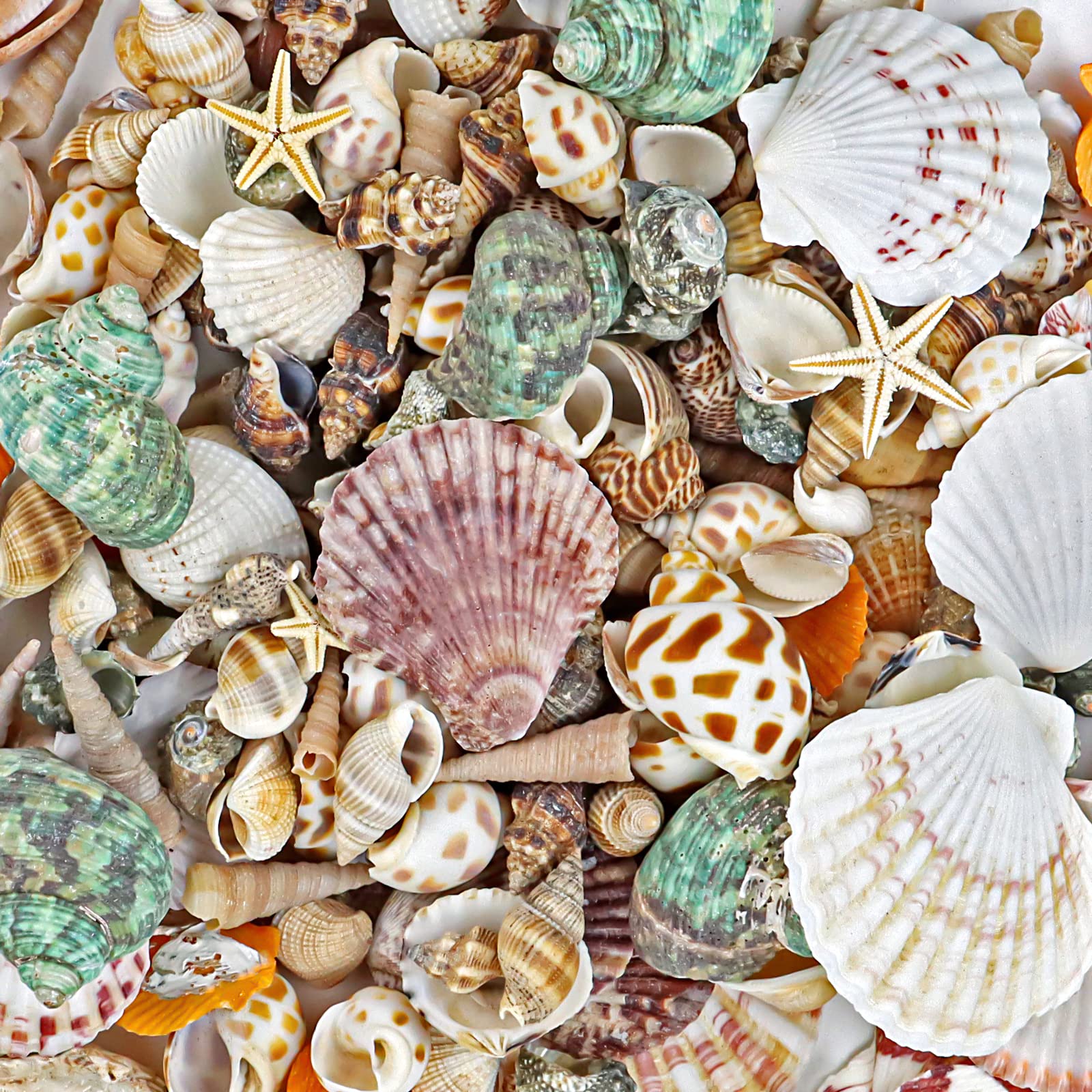 seashell　4枚 8195bfN4IzL.jpg