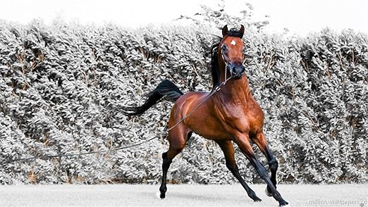 ClassicJP Juego De Bricolaje Puzzles Puzzle Caballos, Nieve, Caballo para Rompecabezas De Regalo De Juguete para Niños Adultos 300 Piece: Amazon.es: Hogar