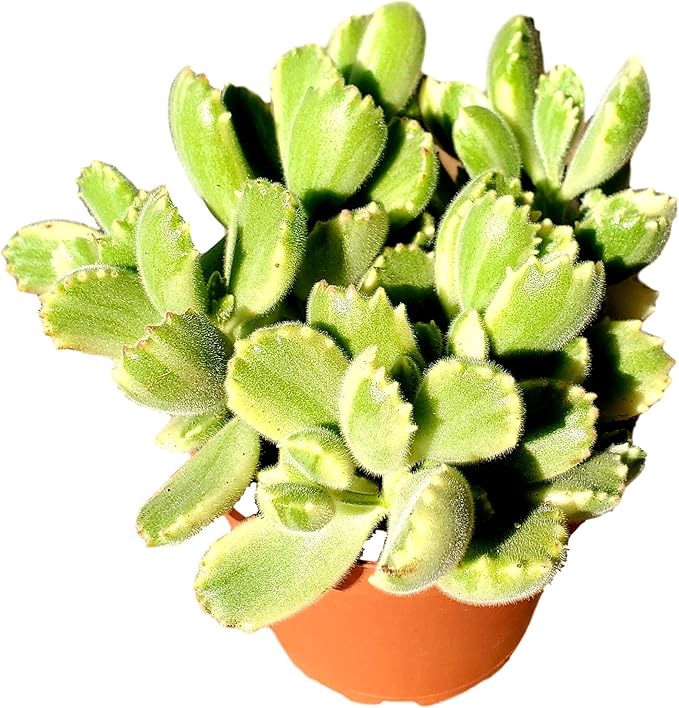 Fat Plants San Diego FATPLANTS Succulent Plant(s) Fully