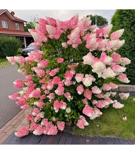 Hydrangea4936　1001 Amazon.com : 35pcs Blue Pink Purple Hydrangea Seeds - Stunning