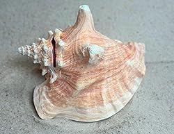 Shell King Queen Conch Shell 6"-8" - Bahamas