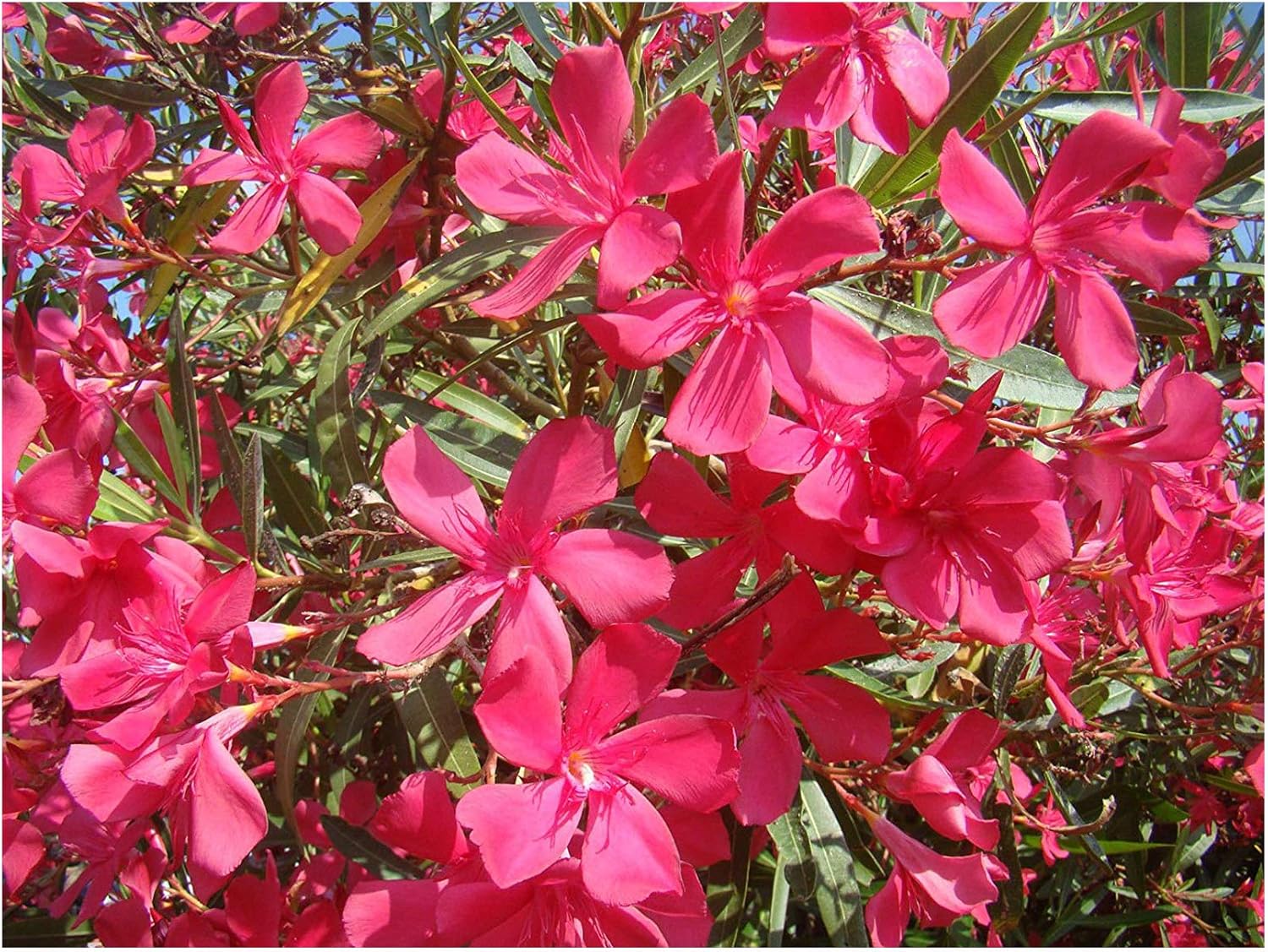 Dwarf Oleander Nerium Oleander LONGFLOWERING Compact Evergreen Shrub Patio Plant Amazon.co.uk