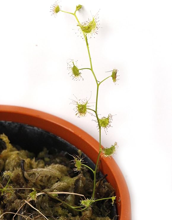 Amazon 食虫植物 Drosera Peltata Pink Flower 2 5寸鉢 ドロセラ モウセンゴケ ペルタタ 観葉植物 オンライン通販