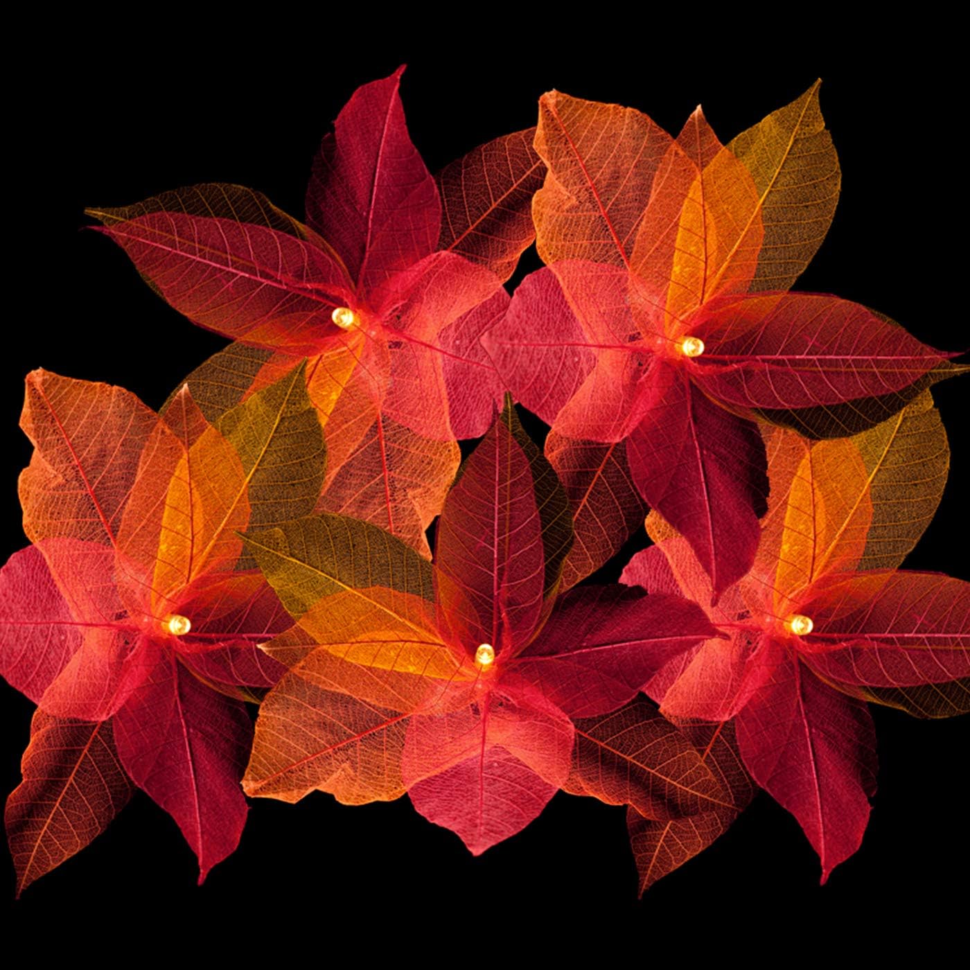 Blaze On Natural Leaf Fairy Lights (Fire Tones), 20 Warm White LED Lights, Handcrafted from Real Rubber Tree Leaves - Image 3