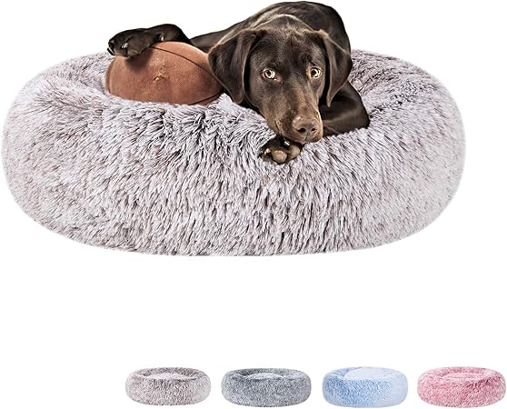 small adult dogs for sale