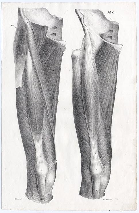 Amazon Com Antique Print Human Anatomy Muscles Upper Leg Thigh Plate C Cloquet 1821 Posters Prints
