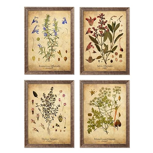 Amazon Com Antique Herb Botanical Print Set Ready To Hang A4 Size 8 27 X 11 7 Inches Rosemary Sage Thyme Parsley Kitchen Wall Art Antique Botanical Herb Wall Decor Plants Kitchen Decor Handmade