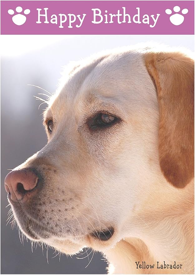 Yellow Labrador, Dog Birthday Card Amazon.co.uk Office Products