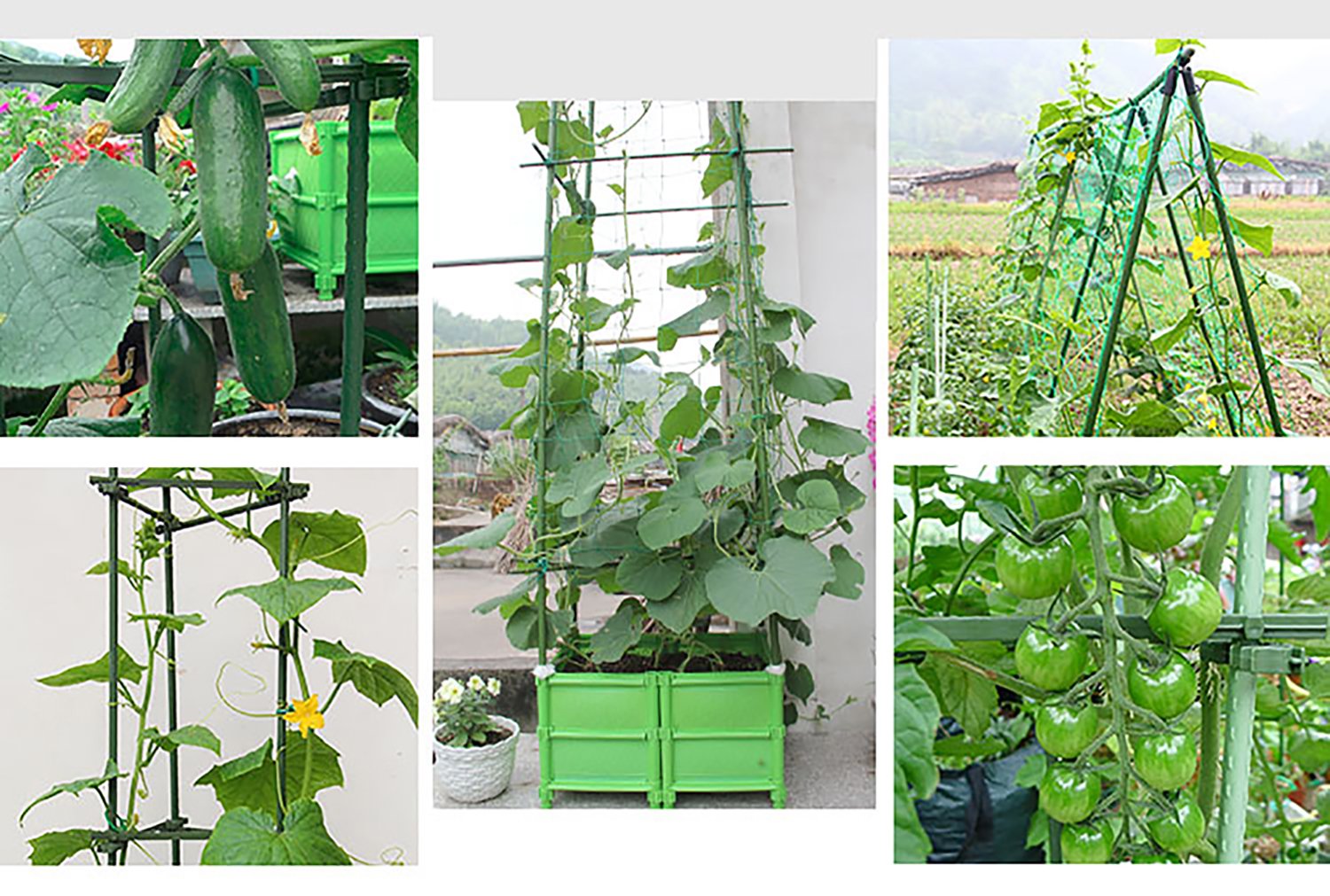 12 unidades) un ajustable Clip DIY Tomate jaula enrejado plantas ...