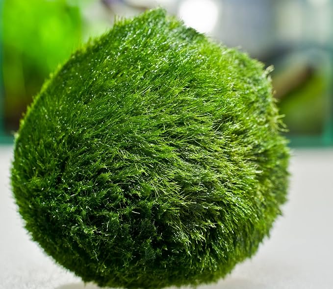 MARIMO MOSS BALLS LIVE TROPICAL AQUARIUM PLANT (3cm (2 balls)) Amazon