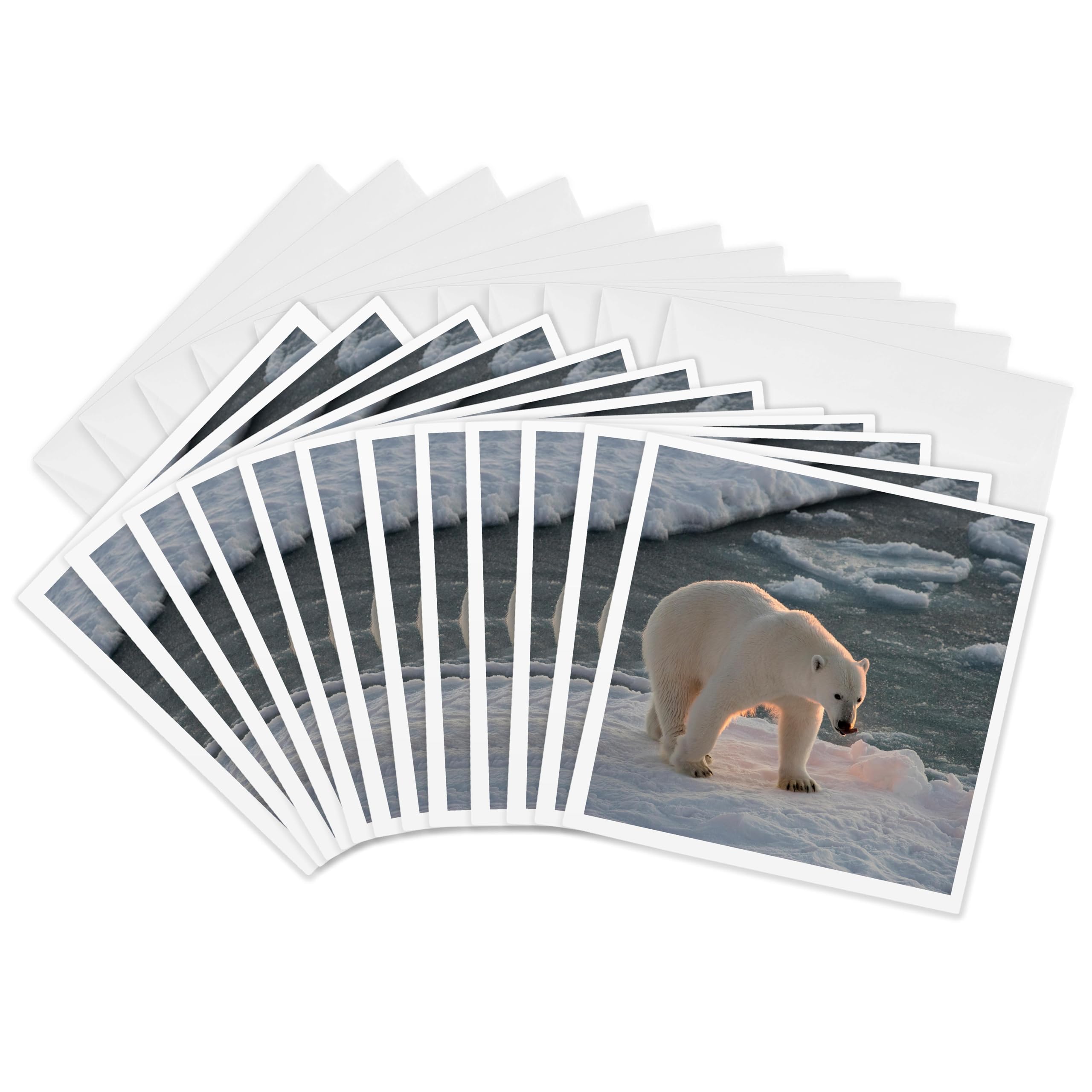 3dRose gc_257788_2 6 x 6-Inch "Norway, Svalbard, Spitsbergen Polar Bear Walks on The Sea Ice" Greeting Card (Set of 12)