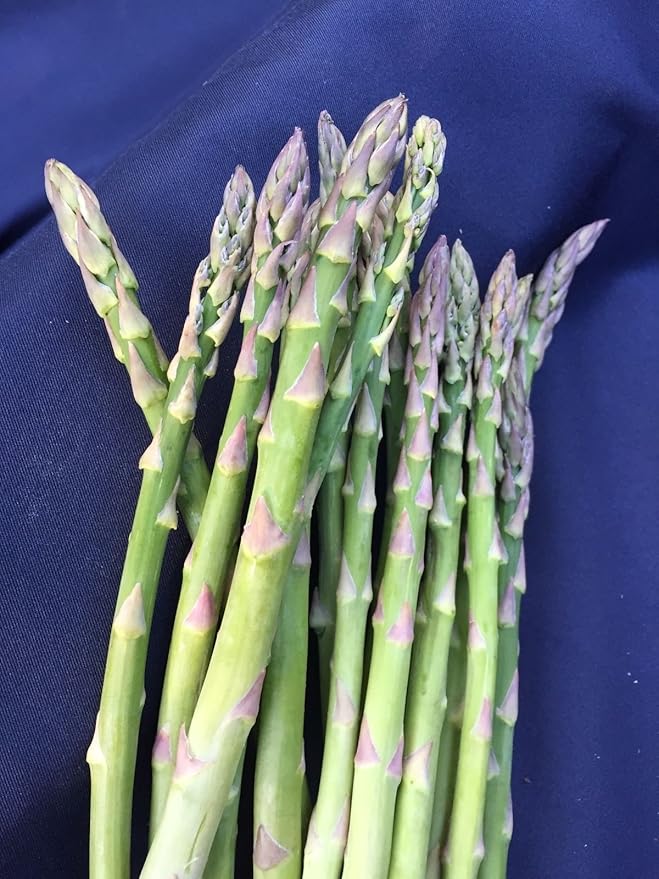 ASPARAGUS MARY WASHINGTON, WHY WAIT FOR SEED, TWO YEAR OLD