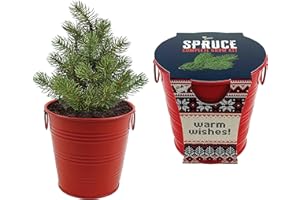 BUZZY Seeds All-in-One Spruce Tree Grow Kit Holiday Pail with Non-GMO Seeds, Growing Medium, Red Pail and Easy Instructions | Fun Indoor Gardening Project, Great Gift for Gardeners, Stockiing Stuffer