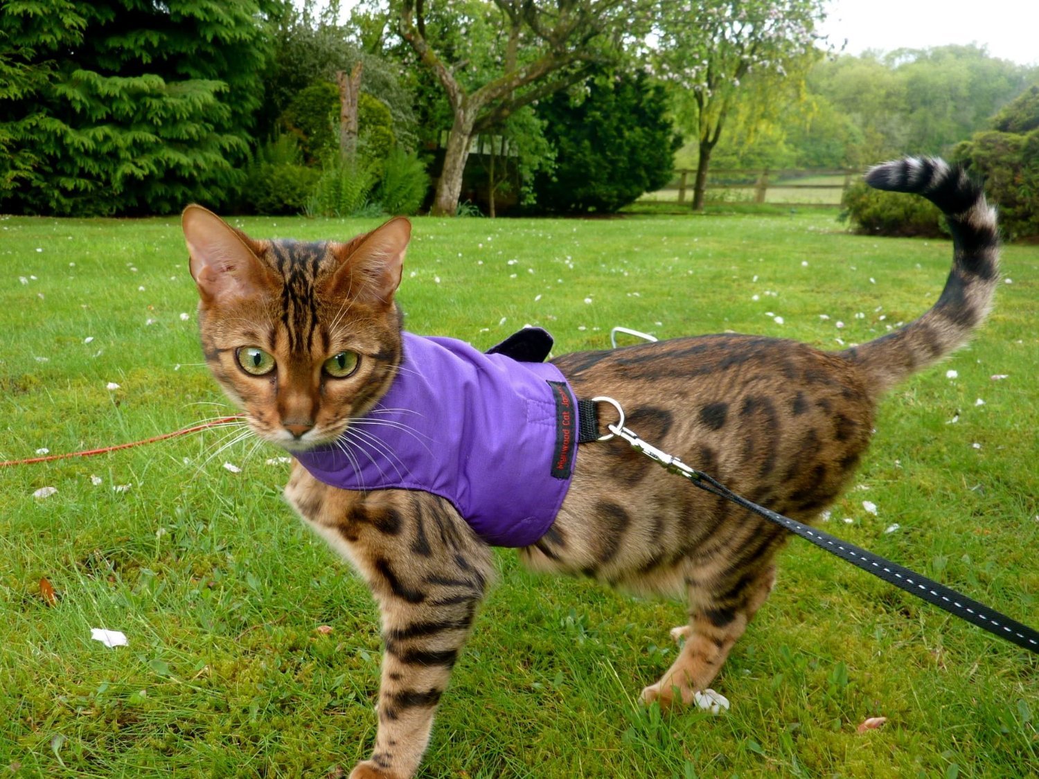 Mynwood Cat Jacket/Harness Purple Kitten up to 8month Escape Proof