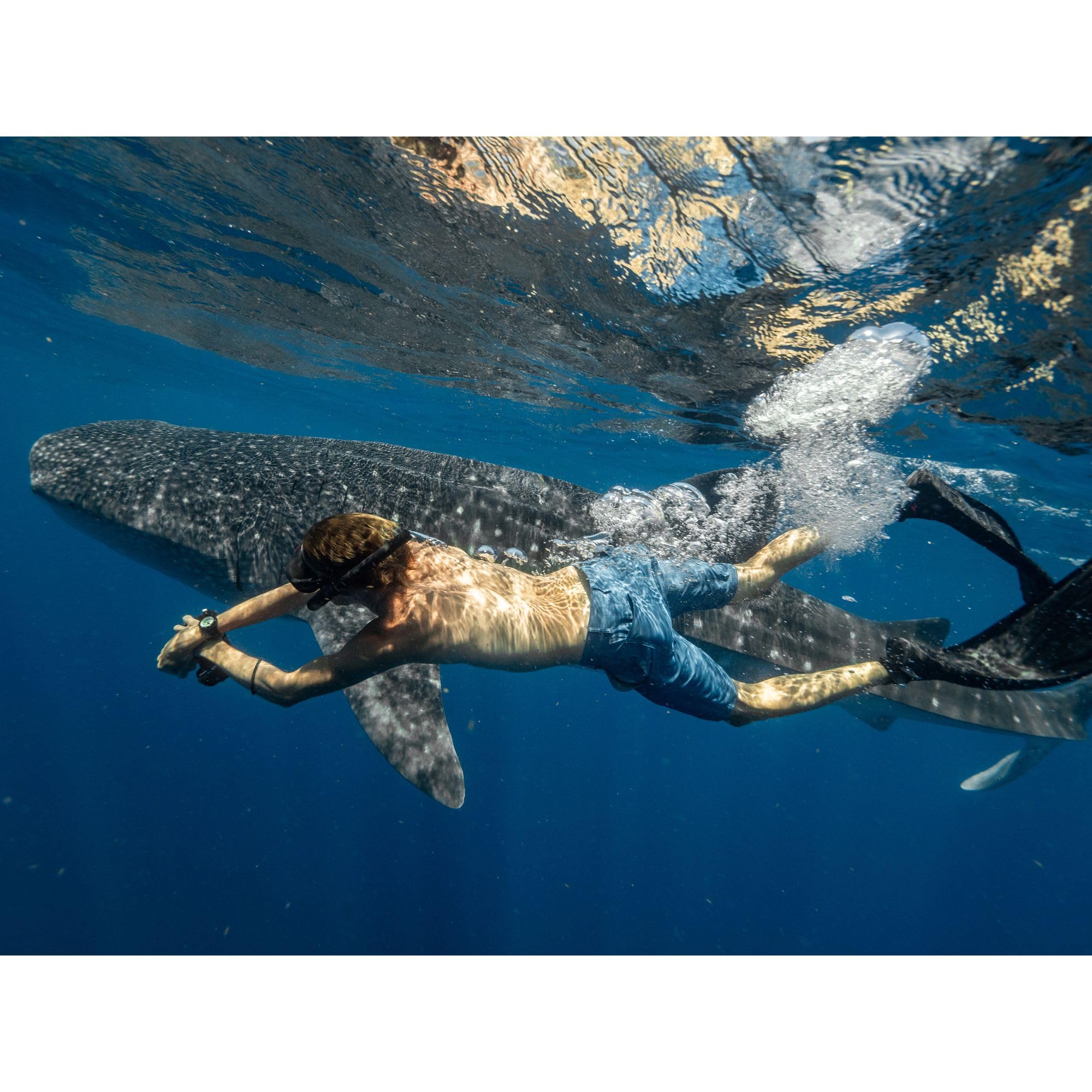 Citizen Men's Promaster Dive Fugu