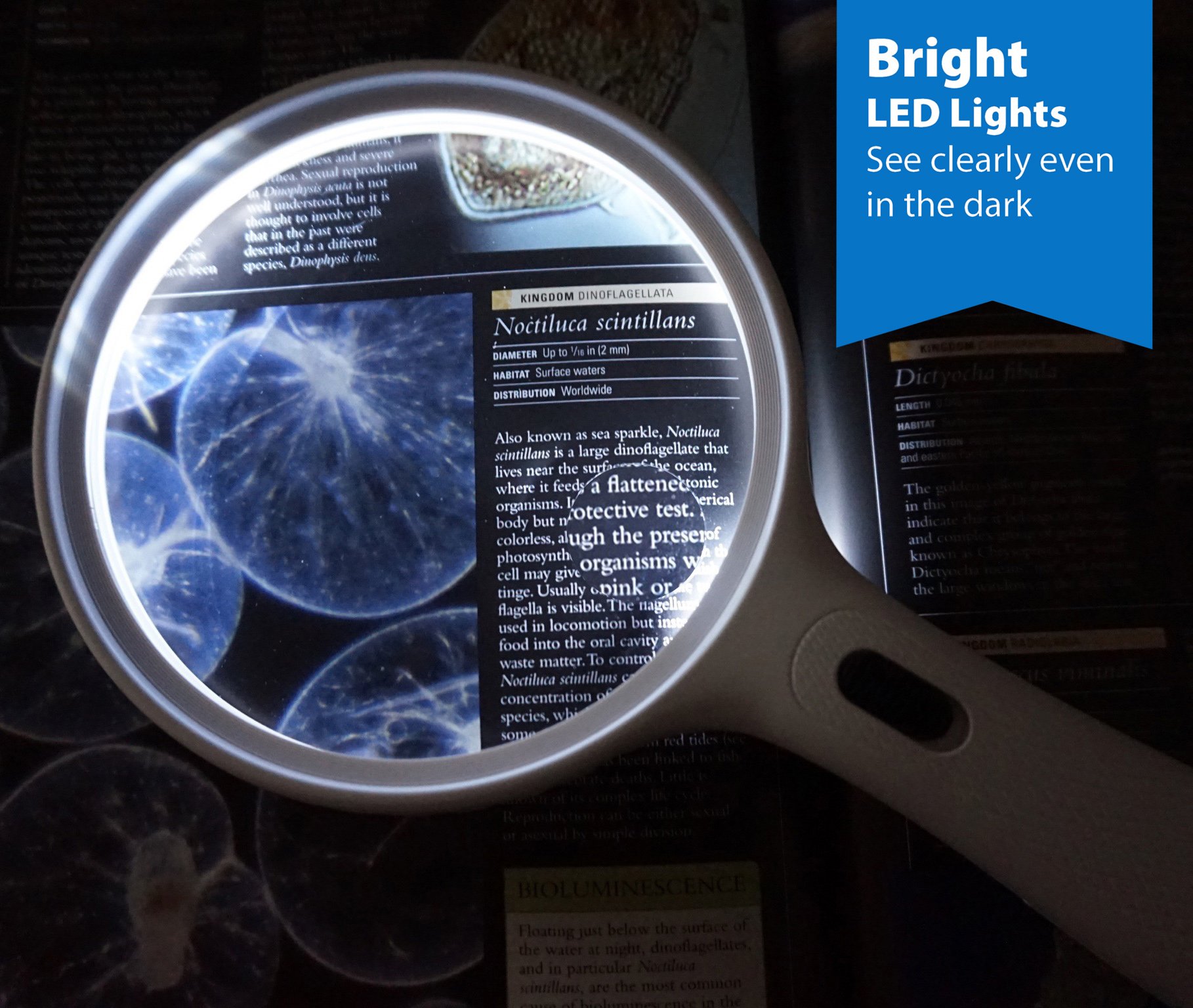 Fancii Large LED Lighted Handheld 2X Magnifier with 3.5X Zoom, 5.5