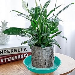 Bleuhome 6 Pack of 8 inch Plant Saucer