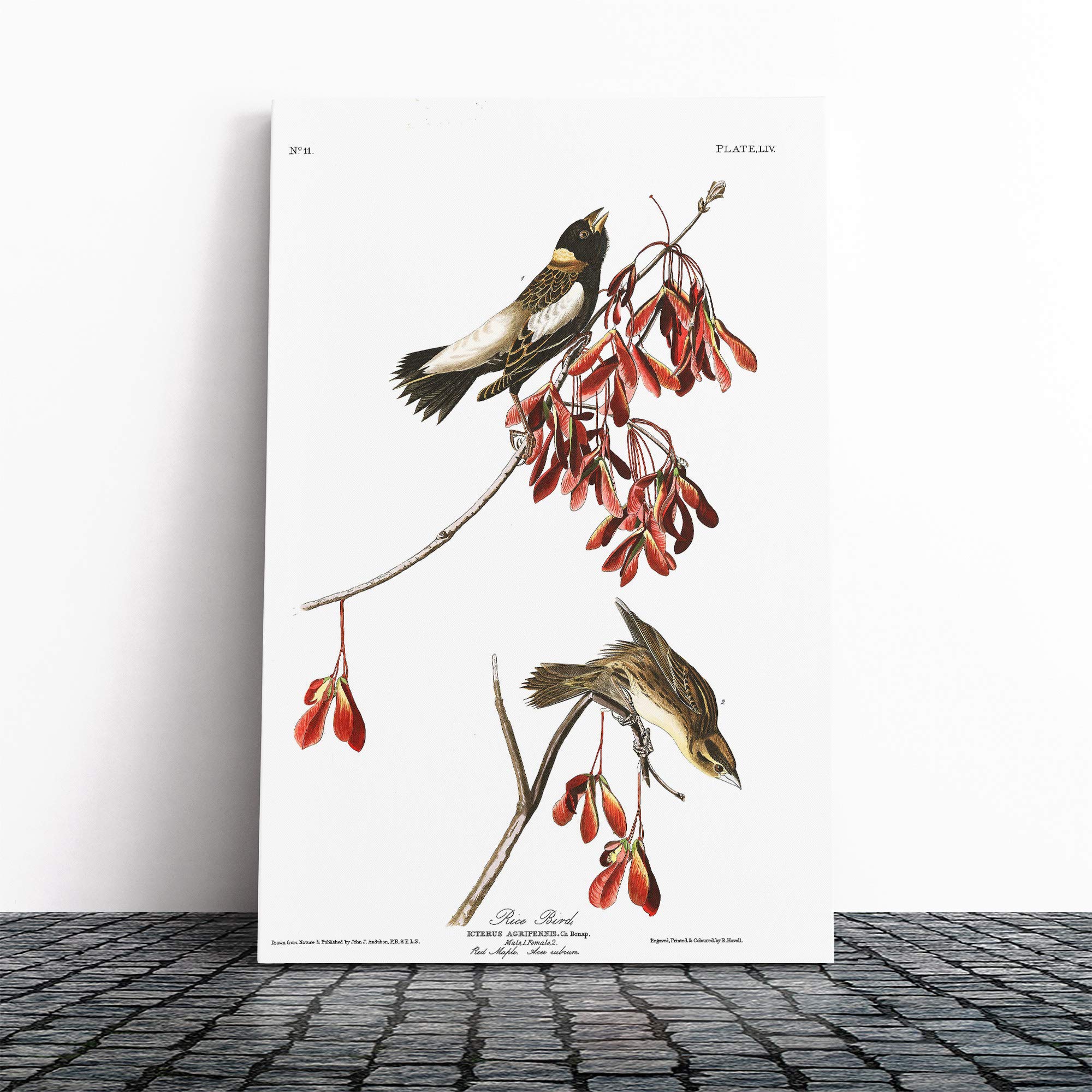 John James Audubon Rice Bird Canvas Print | Gallery Wrapped 30mm Frame Wall Art | 20x14 inches | Ready to Hang | Modern Animals Picture | Living Room Bedroom Lounge Office