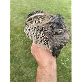 12 Large Fertile Hatching Coturnix Quail Eggs By Fox Peak Outdoor Supply LLC.