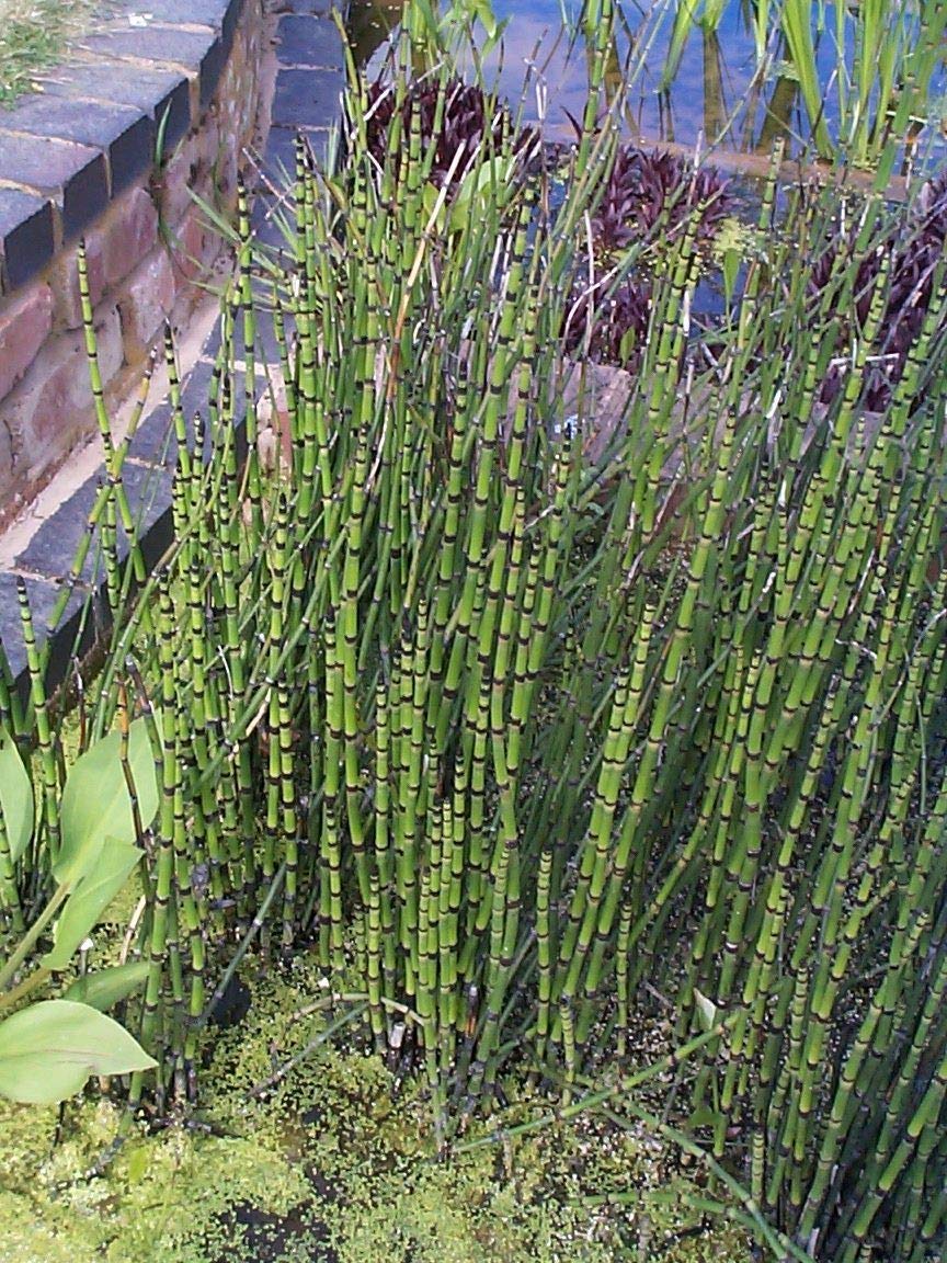 Patio, Lawn & Garden Equisetum Horsetail Live Bamboo Like