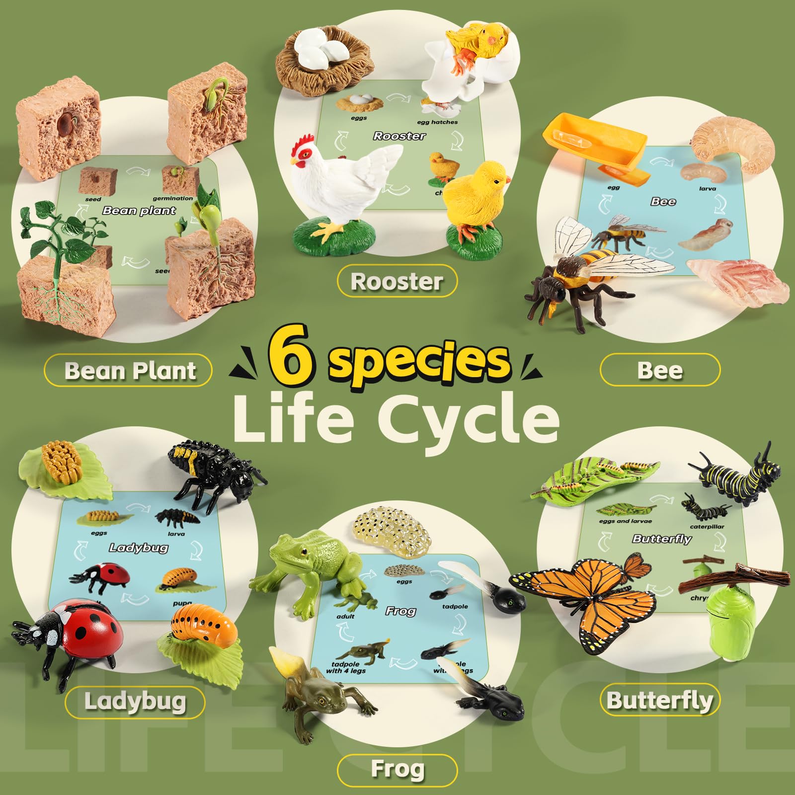 Life Cycle Kit Toy Montessori, Realistic Figurines Set for Kids with 25 Pieces Animals & Plants, Learning & Education Activity Games for Children 3 + |Preschool Classroom Must Haves