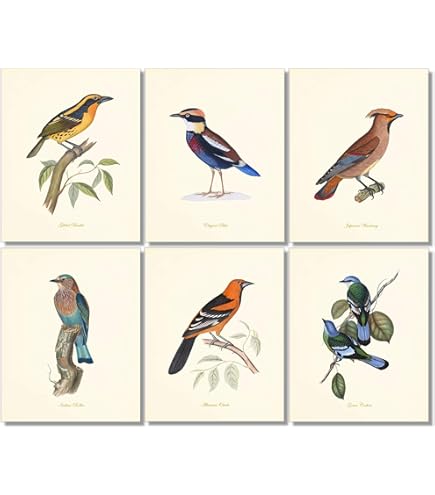 Amazon.com: Vintage Song Bird Prints by Ink Inc. | Nature