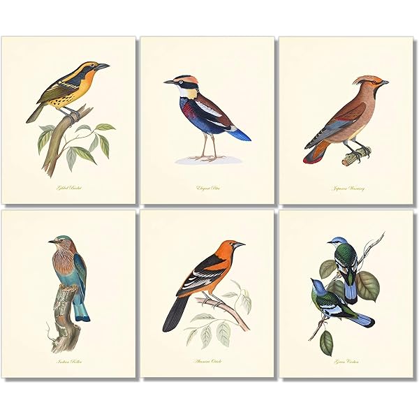 アート・デザイン・音楽 CLASSIC NATURAL HISTORY PRINTS BIRDS Amazon.com: Vintage Bird and Botanical Print, Art Prints