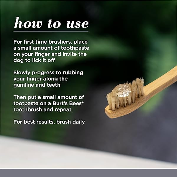 BURT’S BEES FOR PETS CHARCOAL & COCONUT OIL BRIGHTENING TOOTHPASTE FOR DOGS WITH CHARCOAL & COCONUT OIL – 99.5% NATURALLY DERIVED DOG TOOTHPASTE IN MINT FLAVOR – DOG ORAL CARE DOG TOOTHPASTE, 2.5 OZ