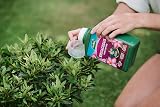 Westland Ericaceous High Performance Liquid Plant Food 1 Litre Green view 4
