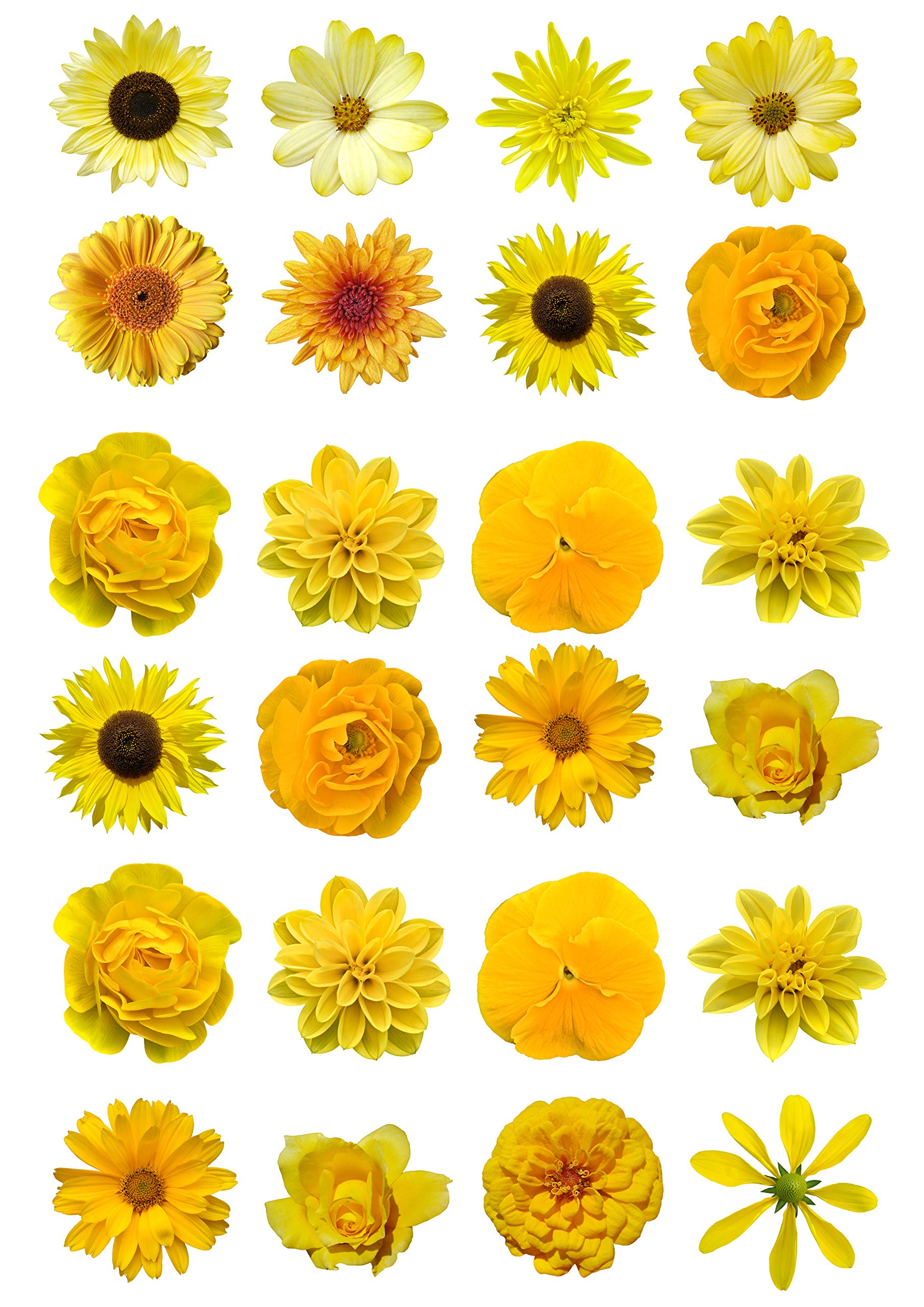Orange Trading Dartmouth Ltd 24 Mixed Yellow Flowers Edible Wafer Paper Cake Toppers Decorations Buy Online In Austria At Desertcart At Productid