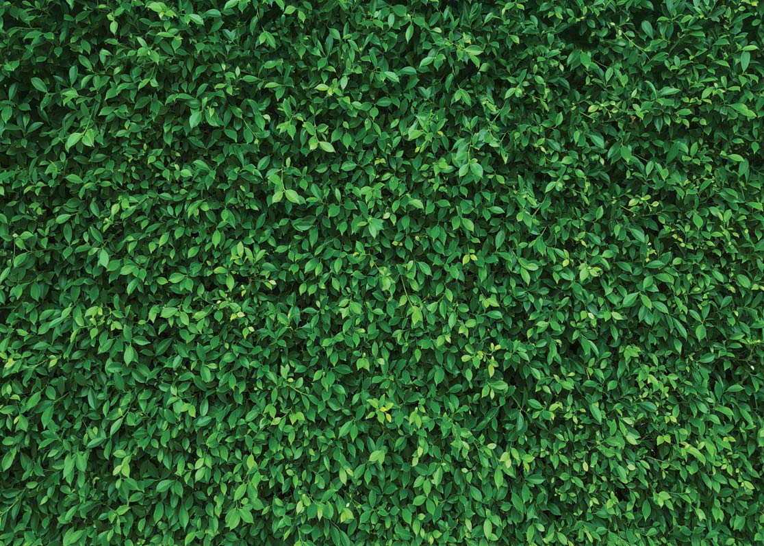 Photo 1 of LYWYGG 8x6FT Green Leaves Photography Backdrops Mmicrofiber Nature Backdrop Birthday Background for Birthday Party Seamless Photo Booth Prop Backdrop CP-87-0806
