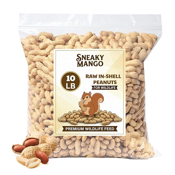 SNEAKY MANGO – RAW PEANUTS IN SHELL –...