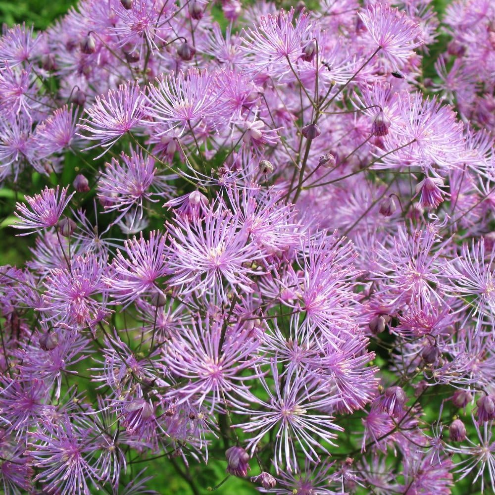 Columbine Meadow Rue Mixed Seeds - Thalictrum aquilegiifolium -