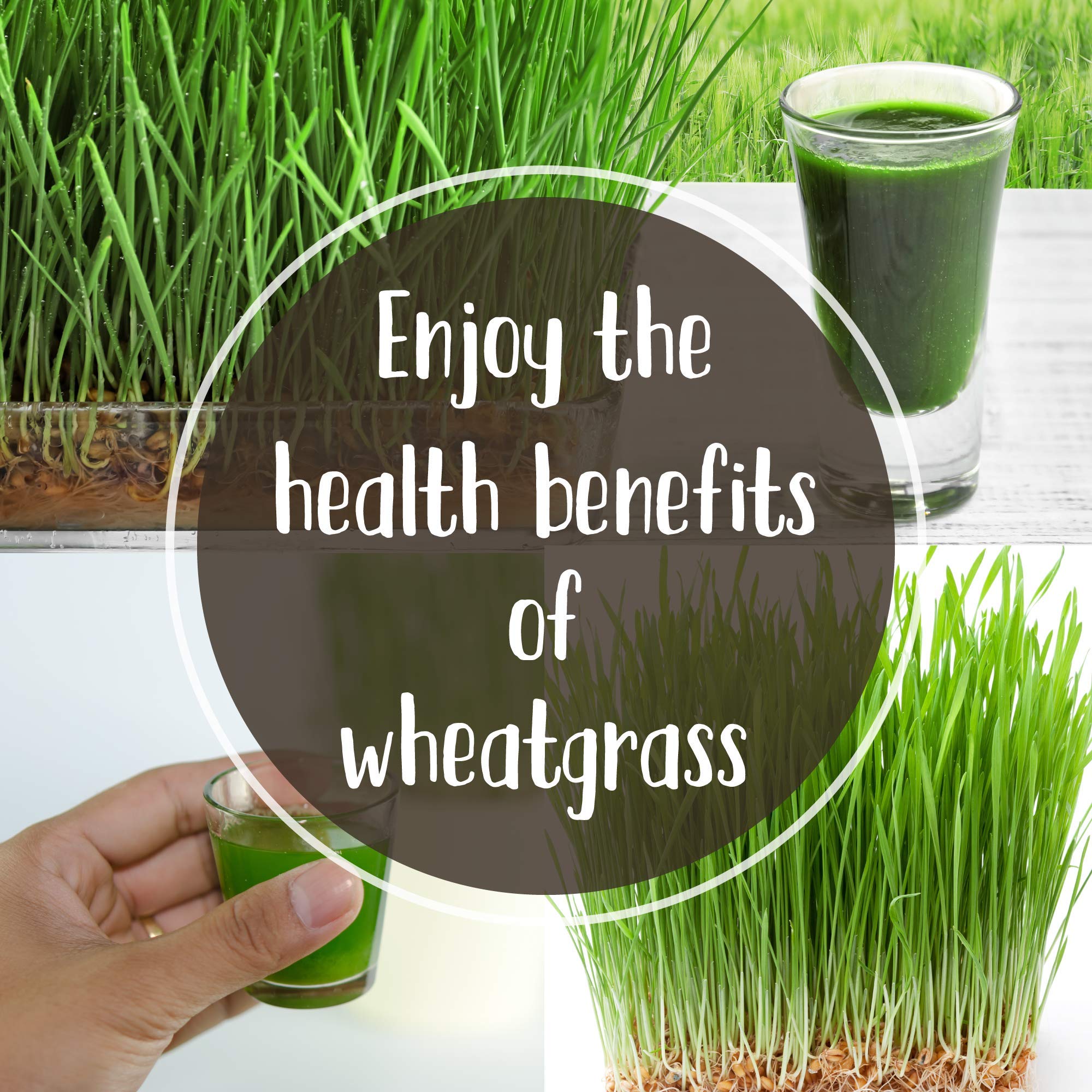 Handy Pantry HJ Hurricane Stainless Steel Manual Wheatgrass Juicer Buy Online in UAE