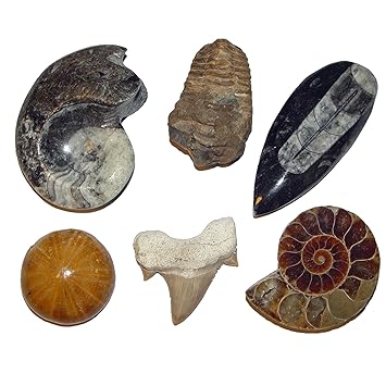 Fossilien Versteinerungen 6er Sammlung Geschenk: Ammonit - -Seeigel - Trilobit - Goniatit - Haizahn - Orthoceras (4775)