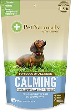 silky terriers near me