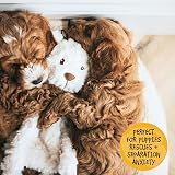 Rosewood MyDog Luxury Plush Bear Toy for Dogs 40cm Scent Compartment view 6