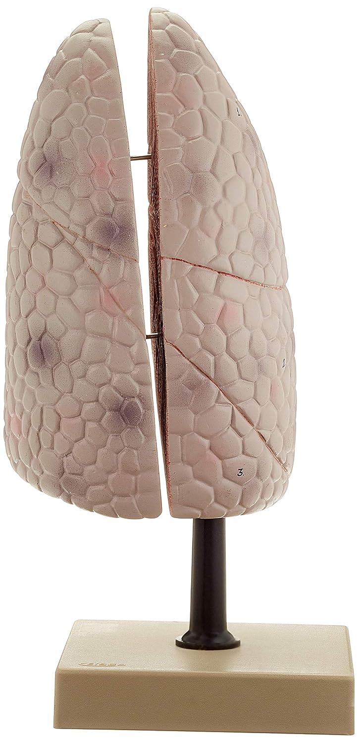 Edu-Lab AM66 Lung Model, Right - Image 4