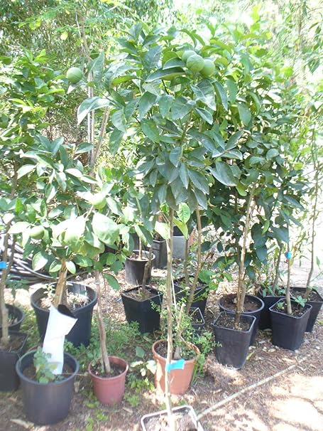 Citrus sinensis Sanguinelli -1 árbol: Amazon.es: Jardín