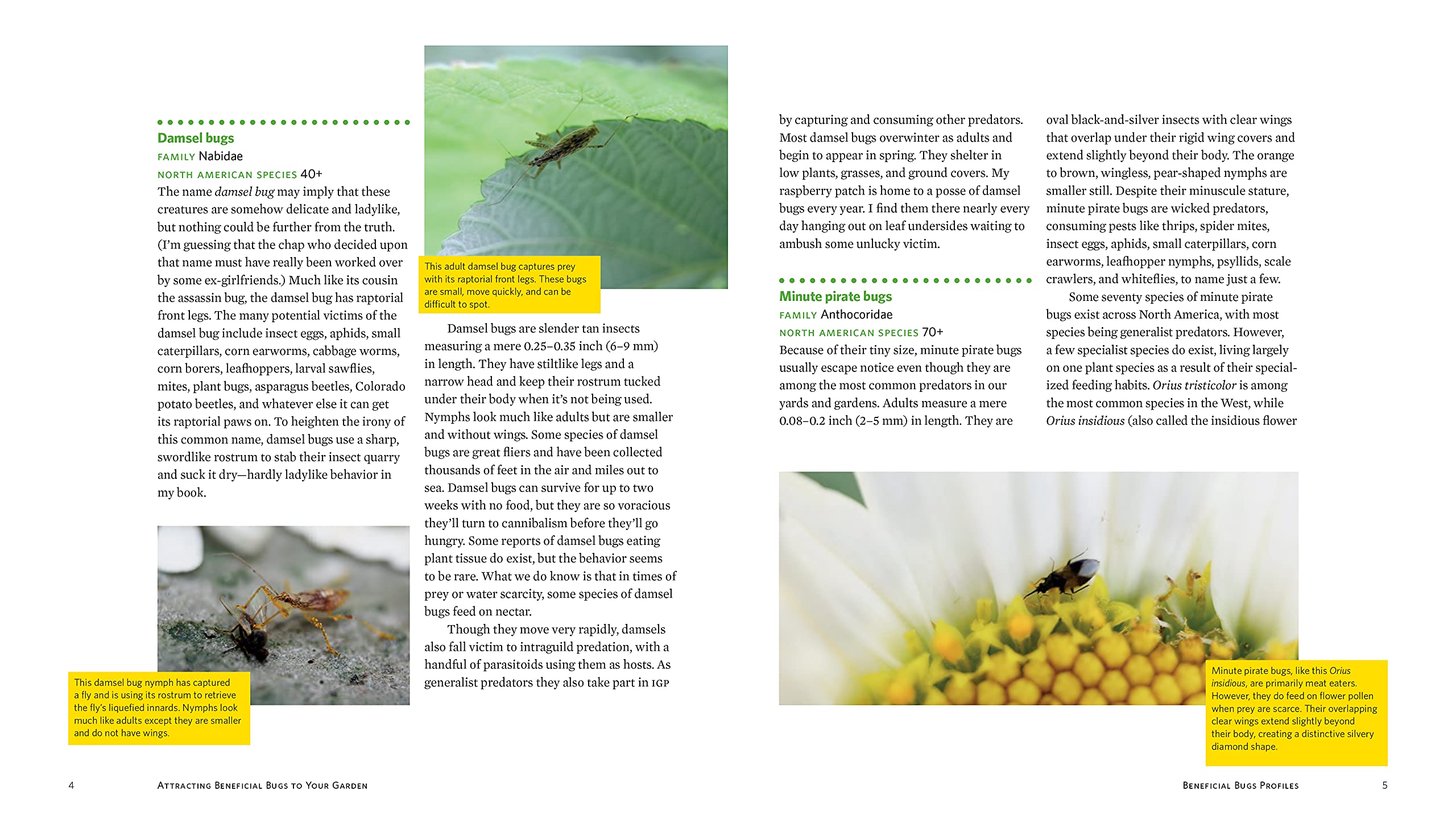 Attracting Beneficial Bugs to Your Garden, Revised and Updated Second Edition: A Natural Approach to Pest Control